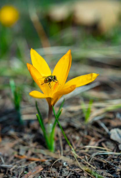 Two-winged insect green blowfly, sits on a yellow crocus