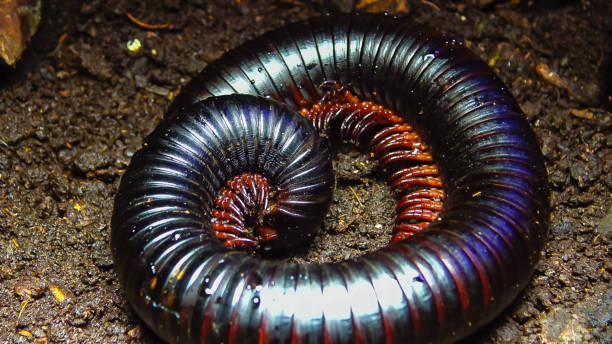 The giant African millipede (Archispirostreptus gigas), is one of the largest millipedes The giant African millipede (Archispirostreptus gigas), is one of the largest millipedes giant african millipede stock pictures, royalty-free photos & images