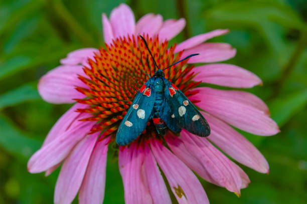burnet moth (Zygaena ephialtes), butterflies sit on an echinacea flower and drink nectar burnet moth (Zygaena ephialtes), butterflies sit on an echinacea flower and drink nectar zygaena ephialtes stock pictures, royalty-free photos & images
