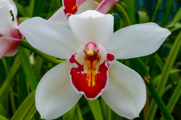 Phalaenopsis orchid blooming in a greenhouse, close-up