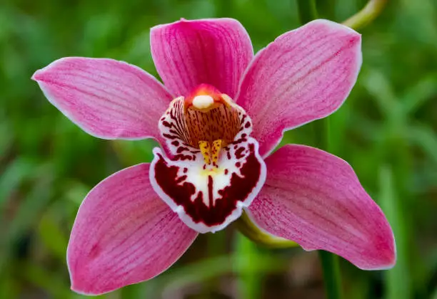 Phalaenopsis orchid blooming in a greenhouse, close-up