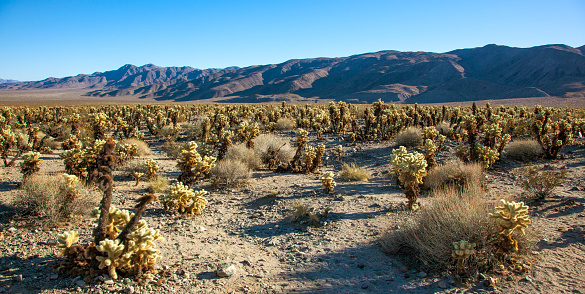 Cholla Cactus Garden Sunset Mojave Desert Joshua Tree National Park California