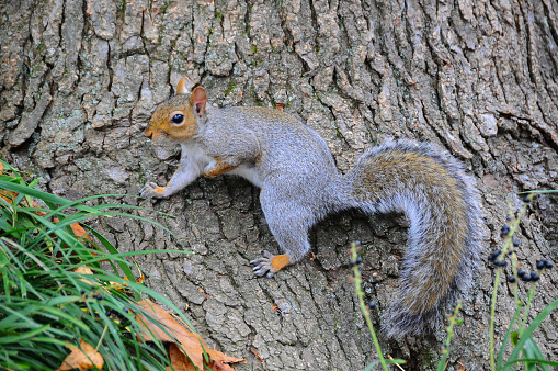 Wild animals, Gray Squirrel (Sciurus carolinensis) collects nuts in the park
