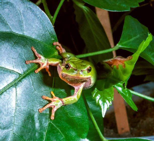 istock European tree frog (Hyla arborea), tree frog on green leaves 1987100271