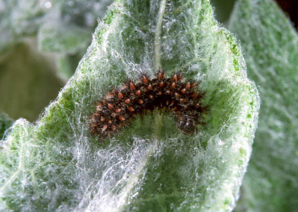 istock Argynnis sp., hairy butterfly caterpillar on a plant leaf 1987101339
