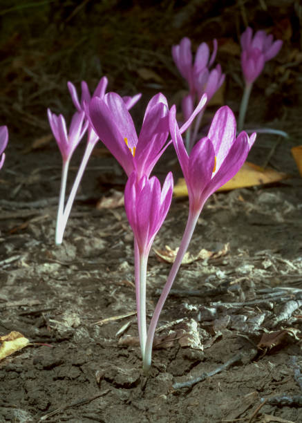 Ephemeral flowers, primroses in the wild (Colchicum autumnale), Crocus blooming Ephemeral flowers, primroses in the wild (Colchicum autumnale), Crocus blooming in autumn in southwest Ukraine meadow saffron stock pictures, royalty-free photos & images