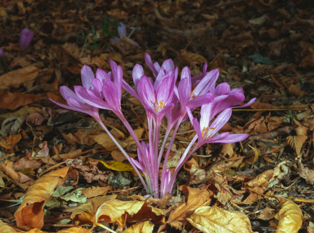 Ephemeral flowers, primroses in the wild (Colchicum autumnale), Crocus blooming Ephemeral flowers, primroses in the wild (Colchicum autumnale), Crocus blooming in autumn in southwest Ukraine meadow saffron stock pictures, royalty-free photos & images