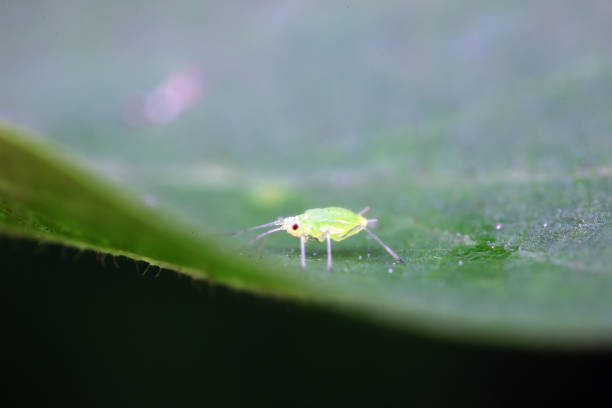 istock Aphids crawling on wild plants, North China 1987101347