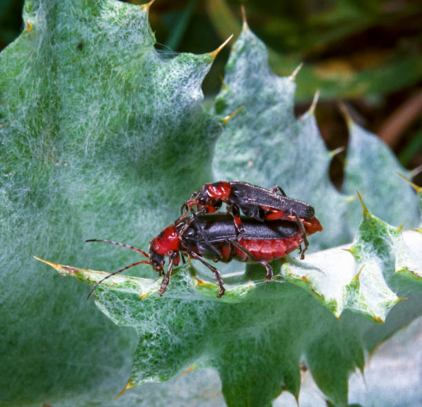istock Soldier beetle Cantharis fusca - mating soft-bodied beetles on a plant leaf in the wild 1987101383