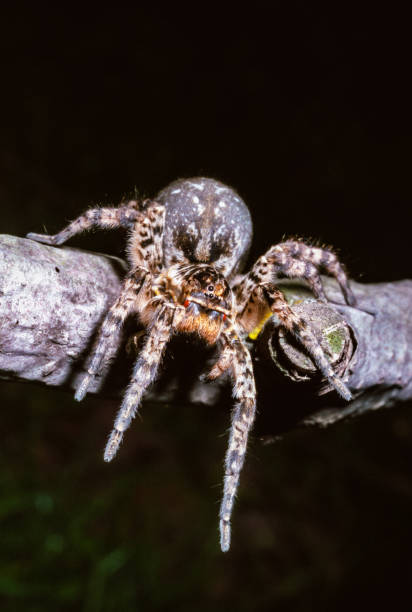 istock Lycosa singoriensis - a large spider living in vertical burrows in the ground 1987101933