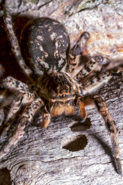 istock Lycosa singoriensis - a large spider living in vertical burrows in the ground 1987101935