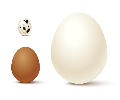 Chicken and quail eggs in shell set vector illustration. 3d whole white, brown and spotted eggs with eggshell, organic protein food ingredient for cooking, isolated raw product of poultry farm