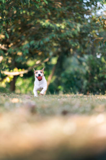 Outdoor activity with active dog Playing with my Jack russell terrior in morning