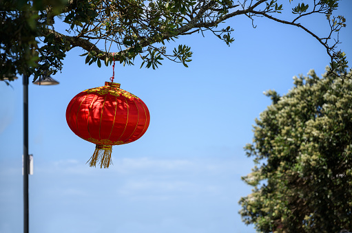 Chinese New Year lantern hanging under the Pohutukawa tree. Blue sky background. Auckland.