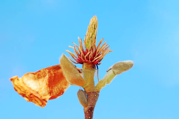 Magnolia ecological macro photo, North China