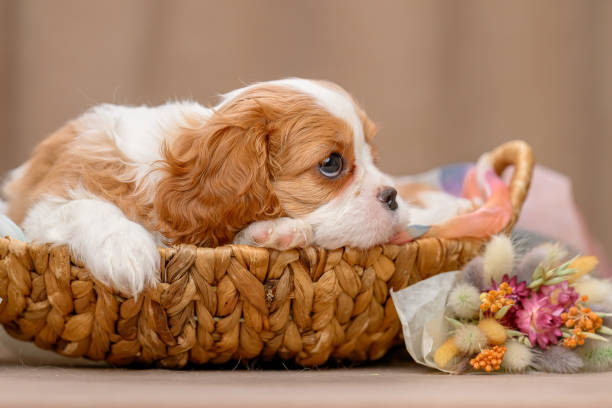 istock Cavalier Charles King Spaniel puppies on a beige background 1987119244