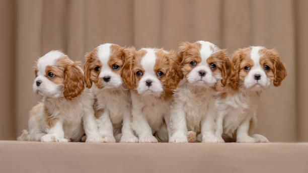 istock five Cavalier Charles King Spaniel puppies on a beige background 1987119271