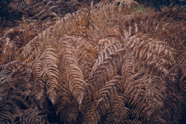 Full frame background of fern with dried leaves growing in woods in autumn