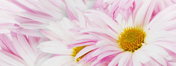 istock Pink chrysanthemum flower close up.  Floral spring background.   Nature. 1987130027