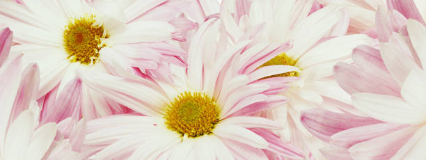 istock Pink chrysanthemum flower close up.  Floral spring background.   Nature. 1987130028