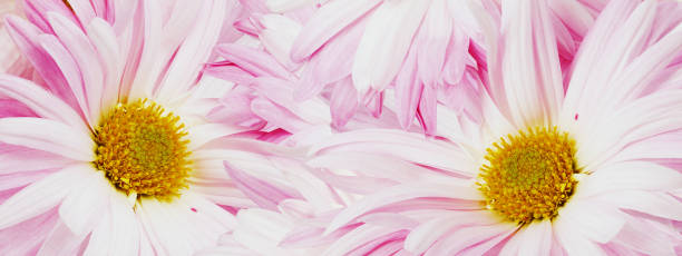 istock Pink chrysanthemum flower close up.  Floral spring background.   Nature. 1987130030