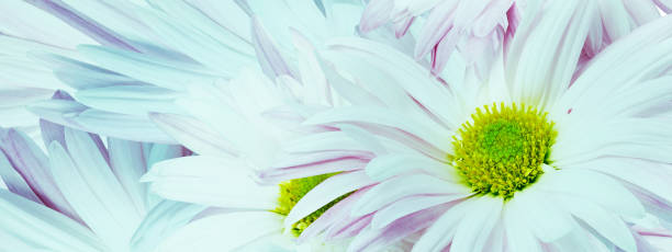 istock Chrysanthemum flower close up.  Floral spring background.   Nature. 1987132651