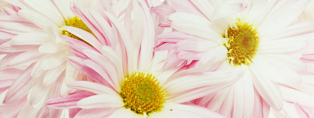istock Pink chrysanthemums  flowers   close up.  Floral spring background.   Nature. 1987132652