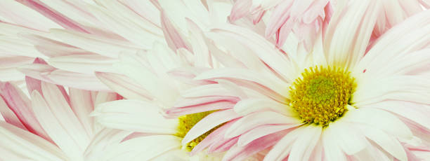 istock Chrysanthemum flower close up.  Floral spring background.   Nature. 1987133705