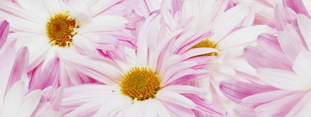 istock Pink chrysanthemum flower close up.  Floral spring background.   Nature. 1987133710