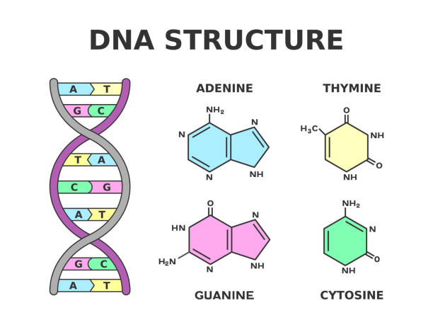 illustrations, cliparts, dessins animés et icônes de structure chimique de l’adn. paires de nucléobases produites par huit nucléotides : l’adénine est liée à la thymine et la guanine est liée à la cytosine. - sugar phosphate backbone