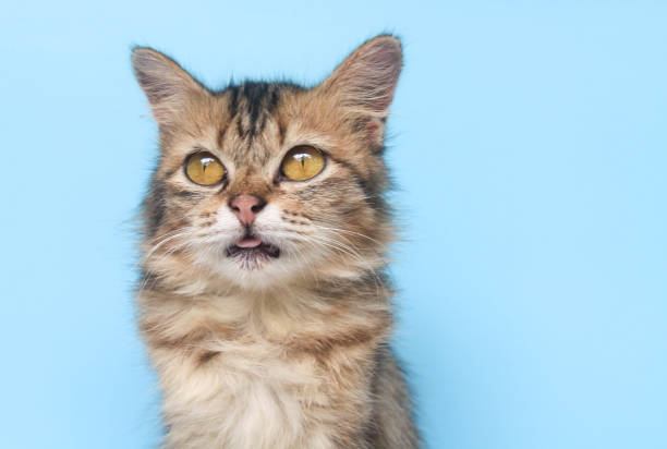 istock Fluffy maine coon cat standing in front of blue background while looking at camera. Close up of long fur brown cat isolated on blue background 1987134749
