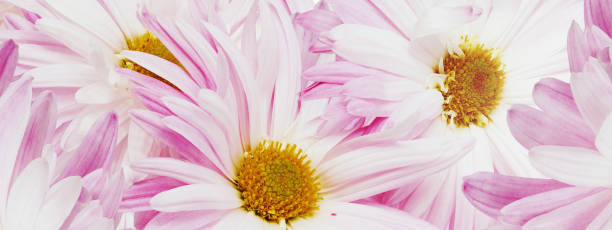 istock Pink chrysanthemum flower close up.  Floral spring background.   Nature. 1987136320