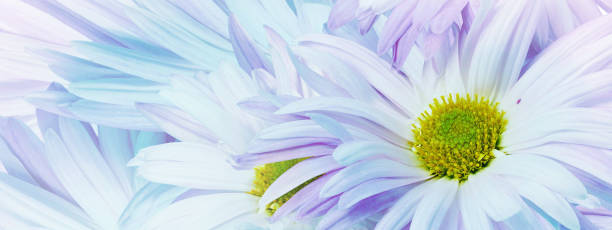 istock Pink chrysanthemum flower close up.  Floral spring background.   Nature. 1987136321