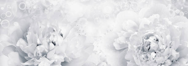 istock Peonies flowers.   Floral spring background.  Close-up.  Nature. 1987137936