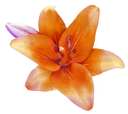 Red flower on a white background.