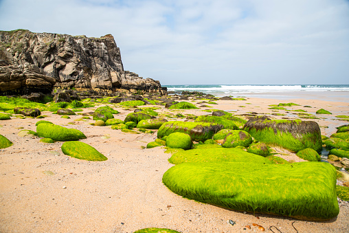 Beautiful landscape on the French ocean, stones protected by moss on the beach.