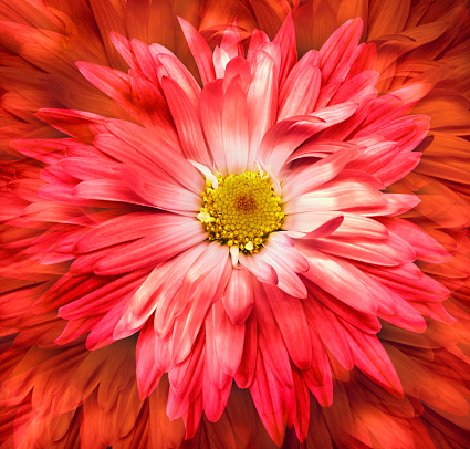 Red   chrysanthemum flower.   Floral  background.   Closeup.  Nature.