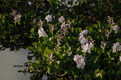 Water hyacinth overgrown the pond
