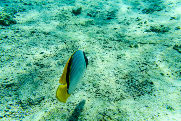 colonies of corals and chaetodon fish at the coral reef in red sea - chaetodon zdjęcia i obrazy z banku zdjęć