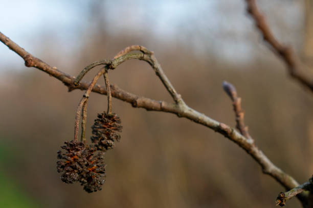 Small pine cones of Alnus glutinosa (common alder) stock photo