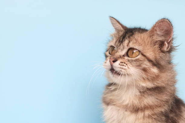 istock Fluffy maine coon cat standing in front of blue background while looking at camera. Close up of brown long fur cat isolated on blue background with copy space. 1987158864