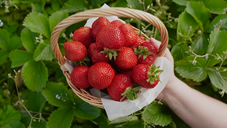 Ripe red strawberry is placed in basket with berries, close-up, top view.