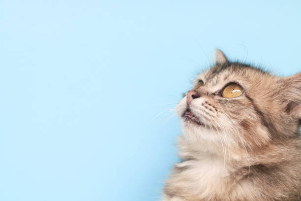 istock Fluffy maine coon cat standing in front of blue background while looking at camera. Close up of brown long fur cat isolated on blue background with copy space. 1987163821