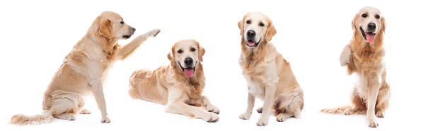 istock Golden retriever dog giving paw sideways 1987165519