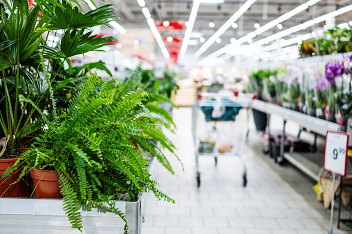 Empty Row Of Gardening Supermarket With Home Plants And Flowers