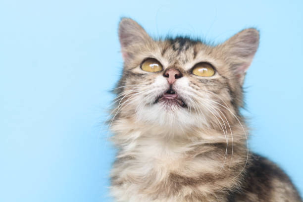 istock Fluffy maine coon cat standing in front of blue background while looking at camera. Close up of long fur brown cat looking up isolated on blue background with copy space. 1987166164