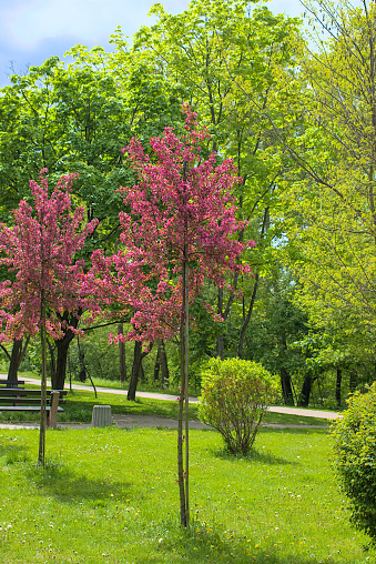 A Weeping Japanese Crabapple Tree in Full Bloom. Spring, city park. Kyiv.