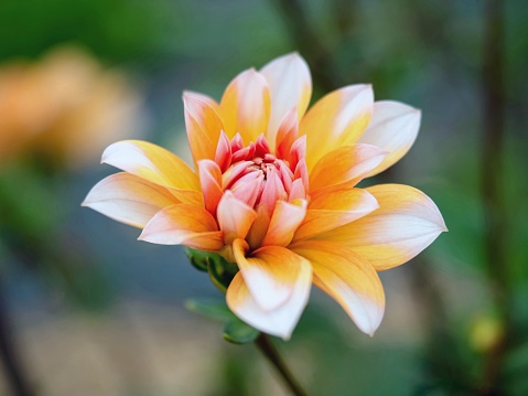 Orange and yellow zinnia flowers, late summer