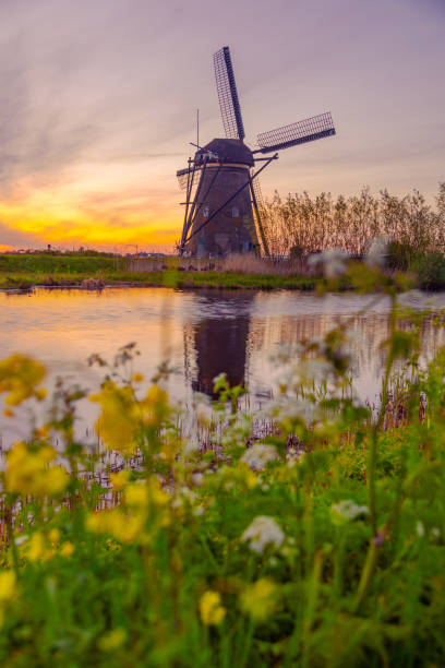A famous Traditional Dutch wind mills with Yellow rapeseed flowers at sunrise in frost and fog in the foreground is grass and on the other side of the canal, located in Kinderdijk, the Holland.