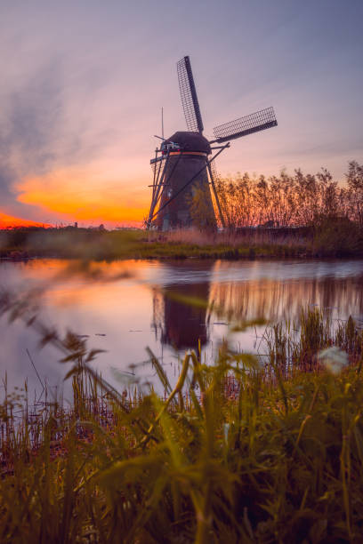 A famous Traditional Dutch wind mills with Yellow rapeseed flowers at sunrise in frost and fog in the foreground is grass and on the other side of the canal, located in Kinderdijk, the Holland.